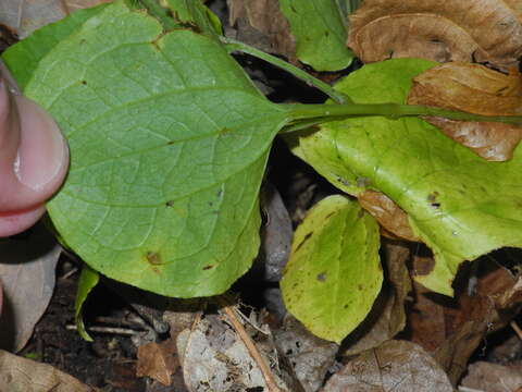 Image of Biltmore's carrionflower