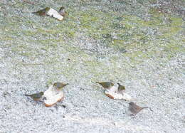 Image of Silvereye