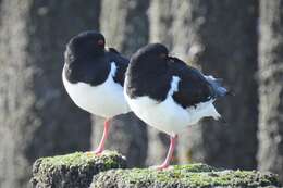 Image of Haematopus ostralegus ostralegus Linnaeus 1758