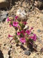 Image of sticky monkeyflower