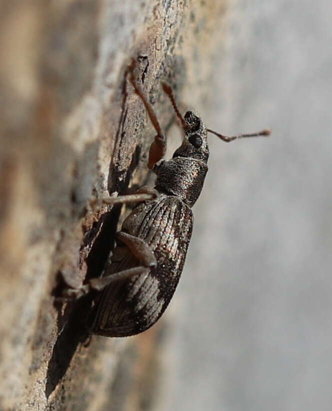 Polydrusus (Polydrusus) tereticollis (De Geer 1775) resmi