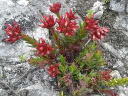 Image of Crassula fascicularis Lam.