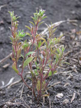 Image of small phacelia