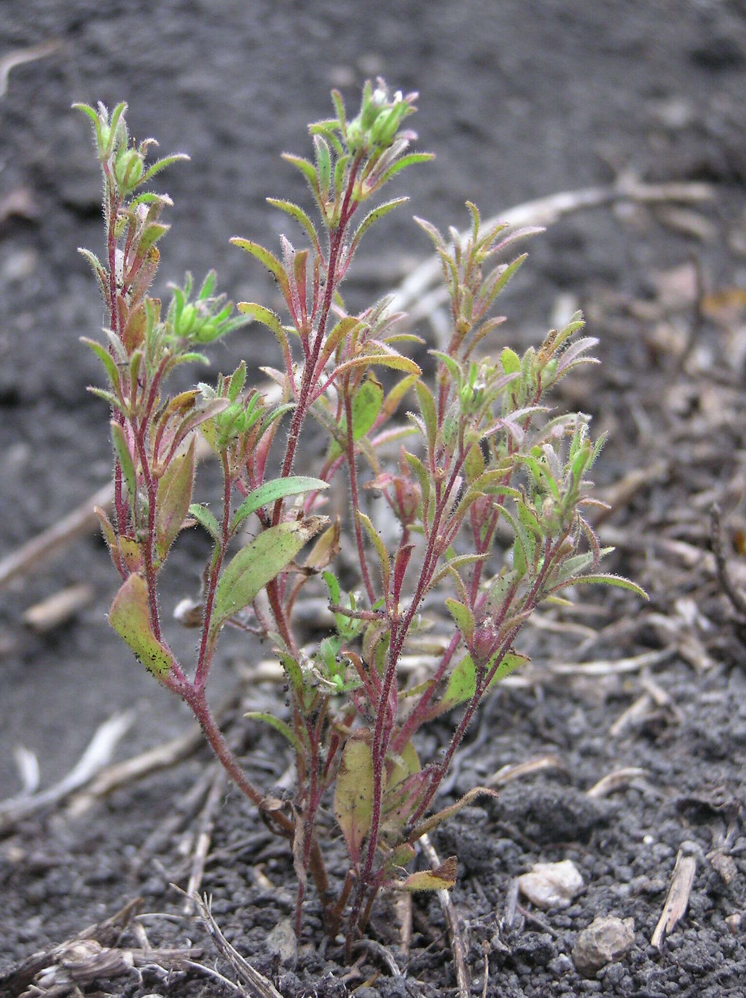 Image of small phacelia