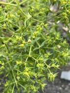 Image of dwarf spurge