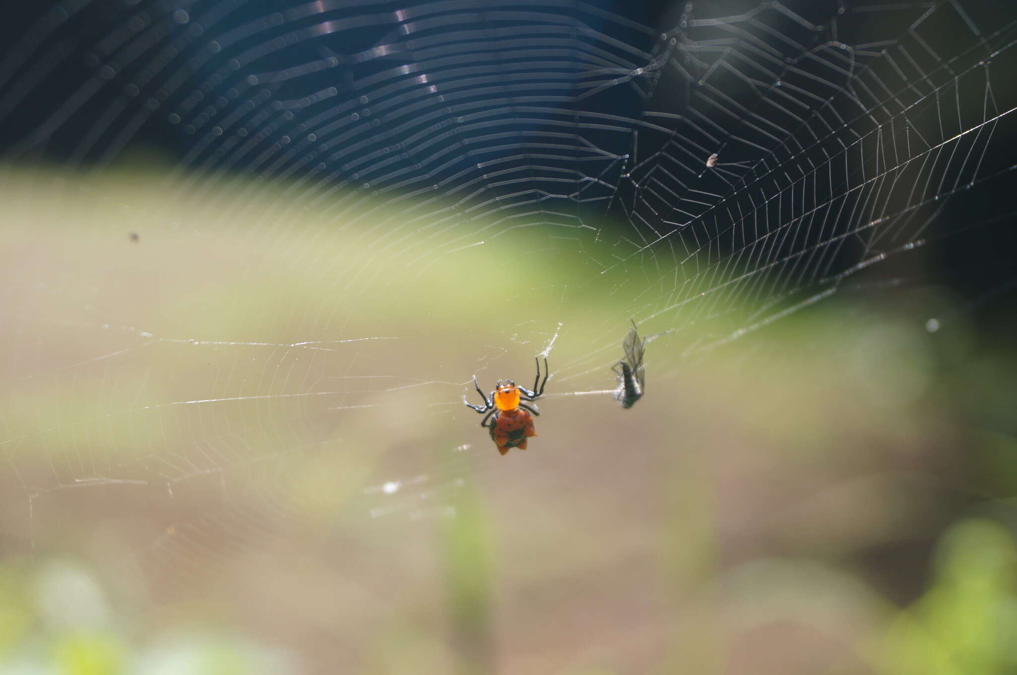 Image of Micrathena glyptogonoides Levi 1985