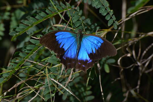 Image de Papilio montrouzieri Boisduval 1859