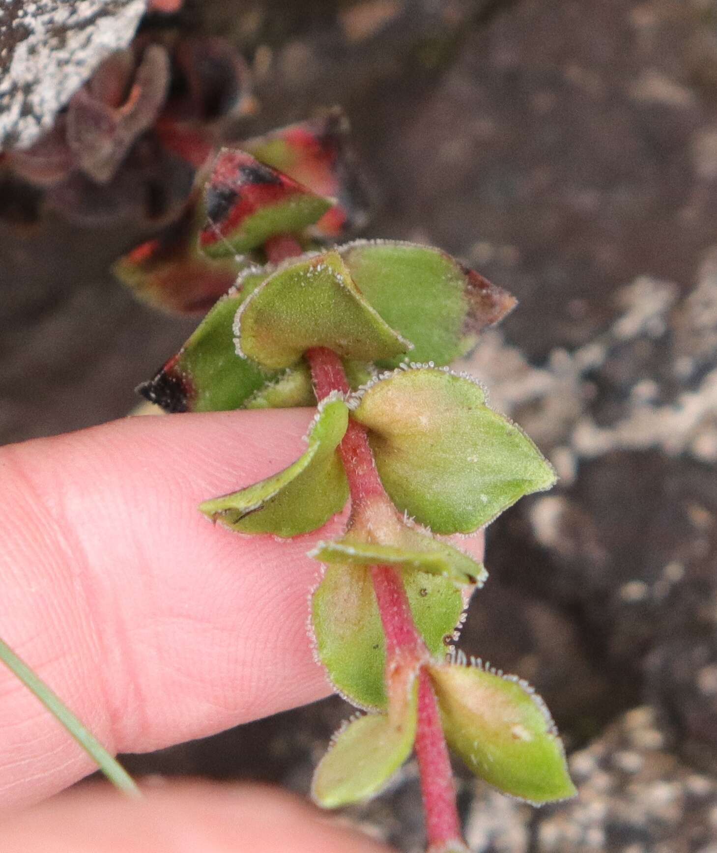 Image of Crassula natalensis Schönl.