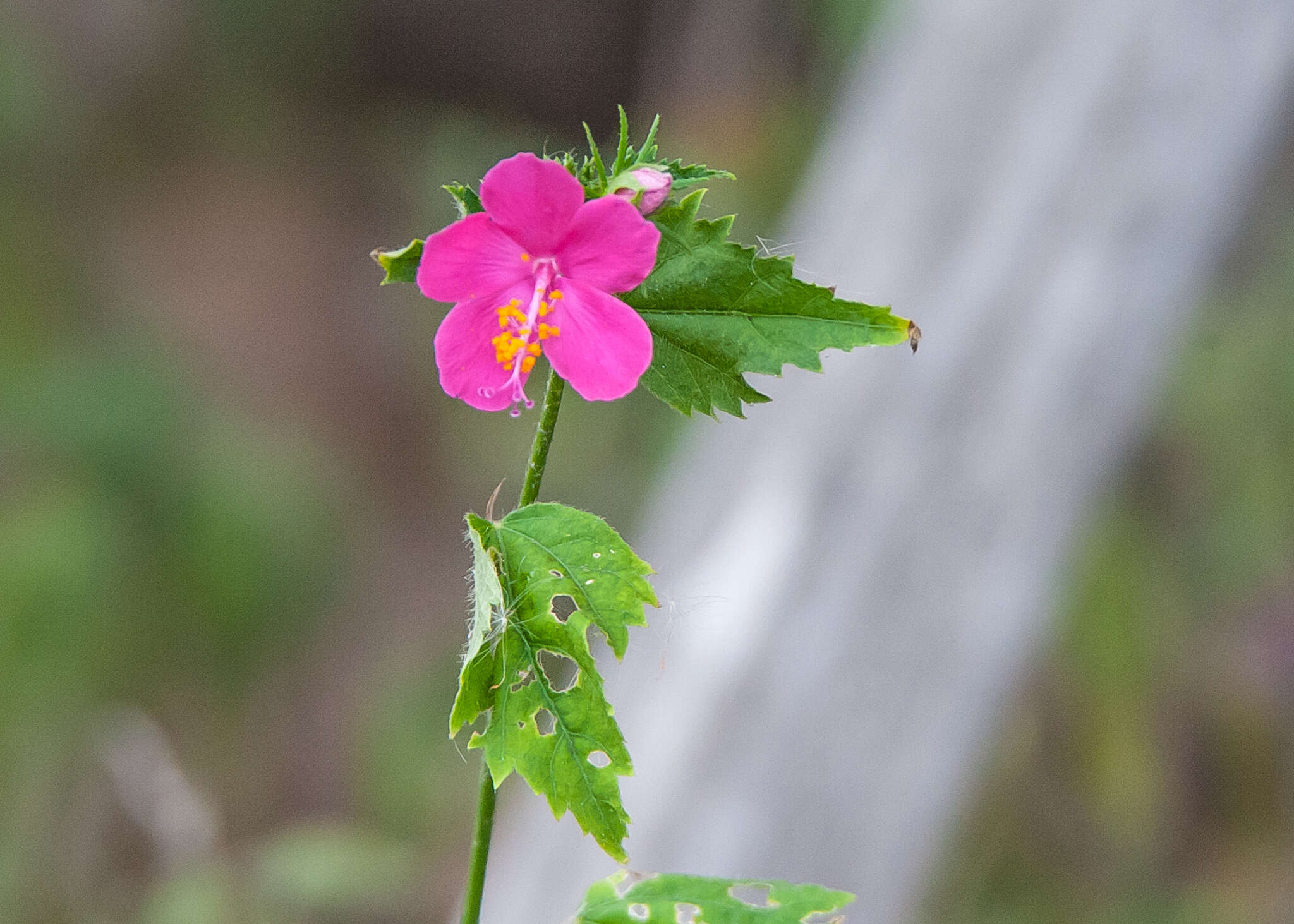 Image of Brazilian rosemallow