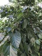 Image of black mulberry