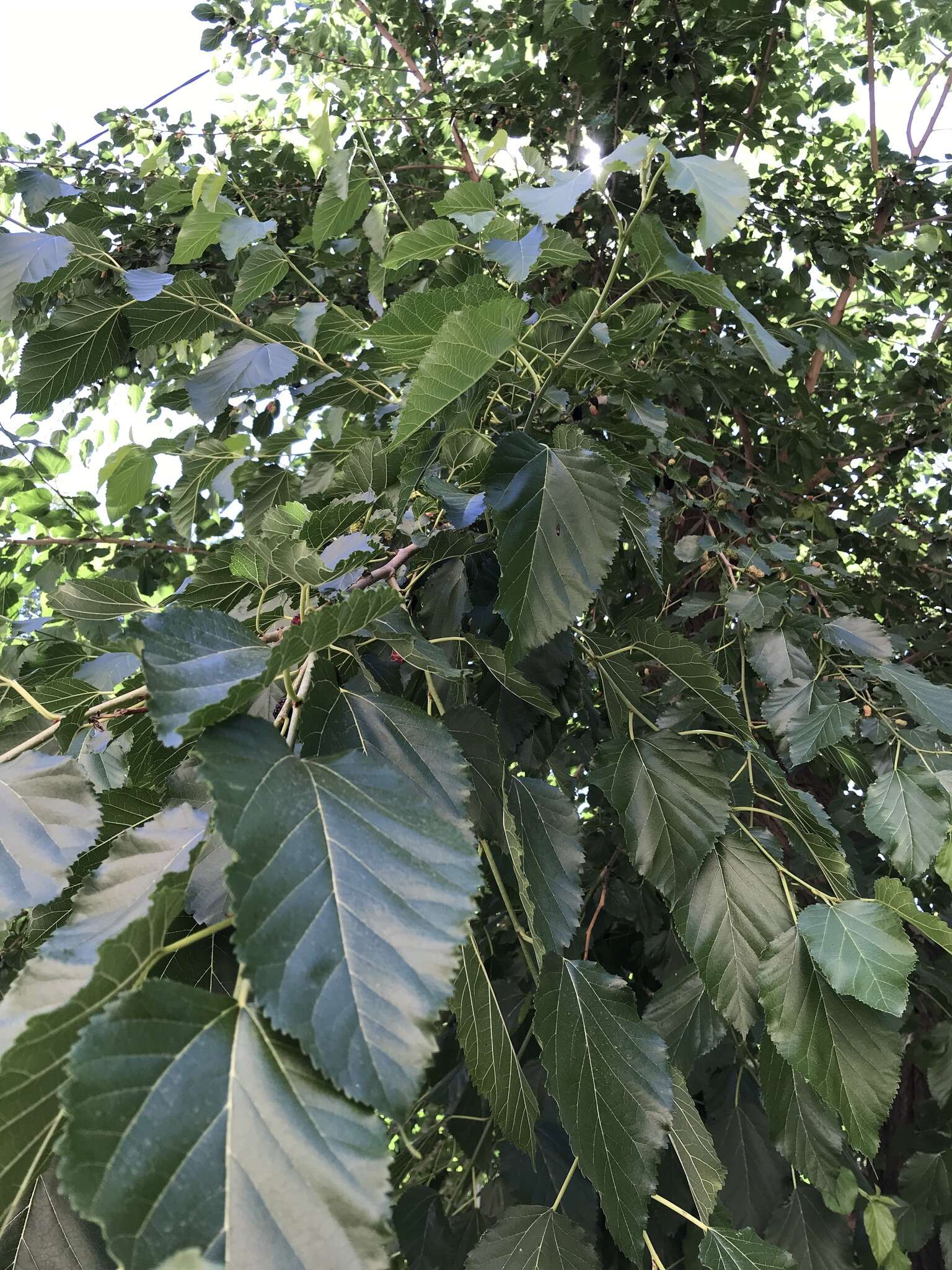 Image of black mulberry