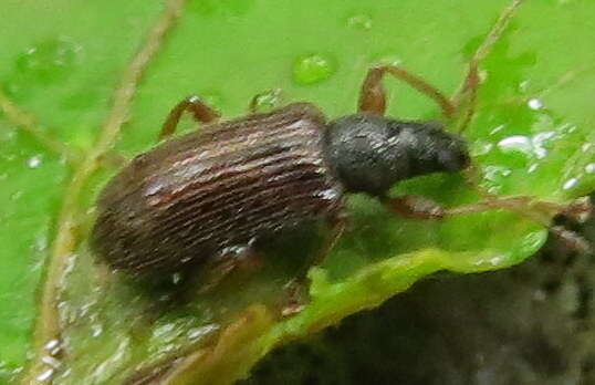 Image of Brown Leaf Weevil