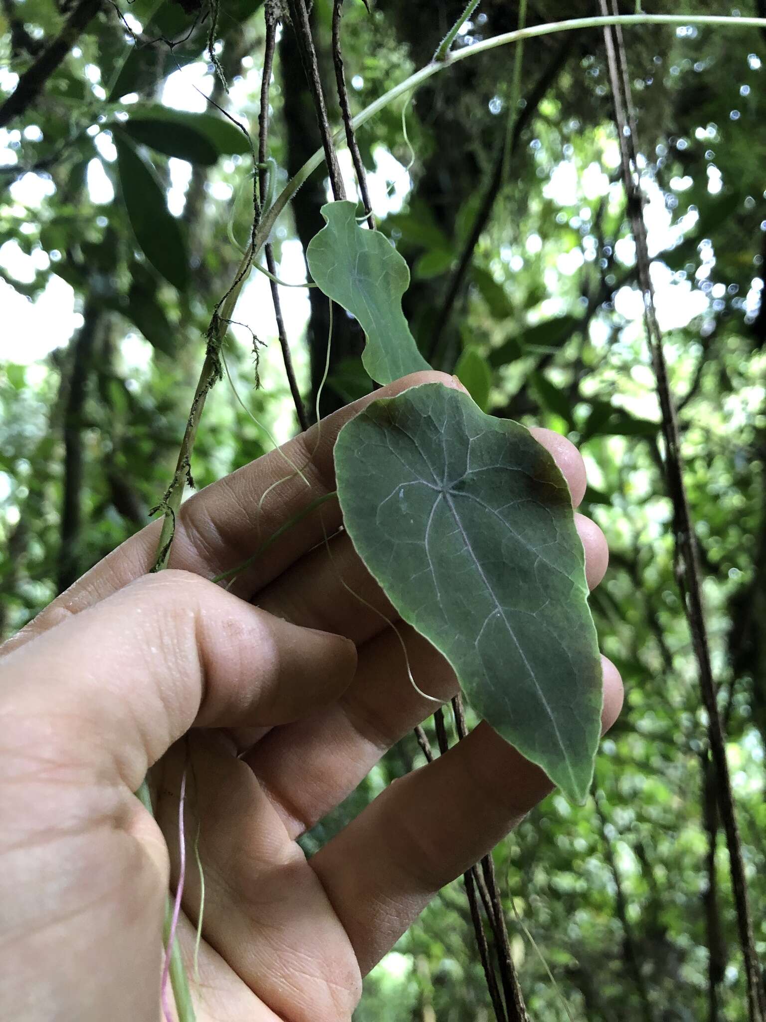 Image of Tropaeolum longifolium Turcz.