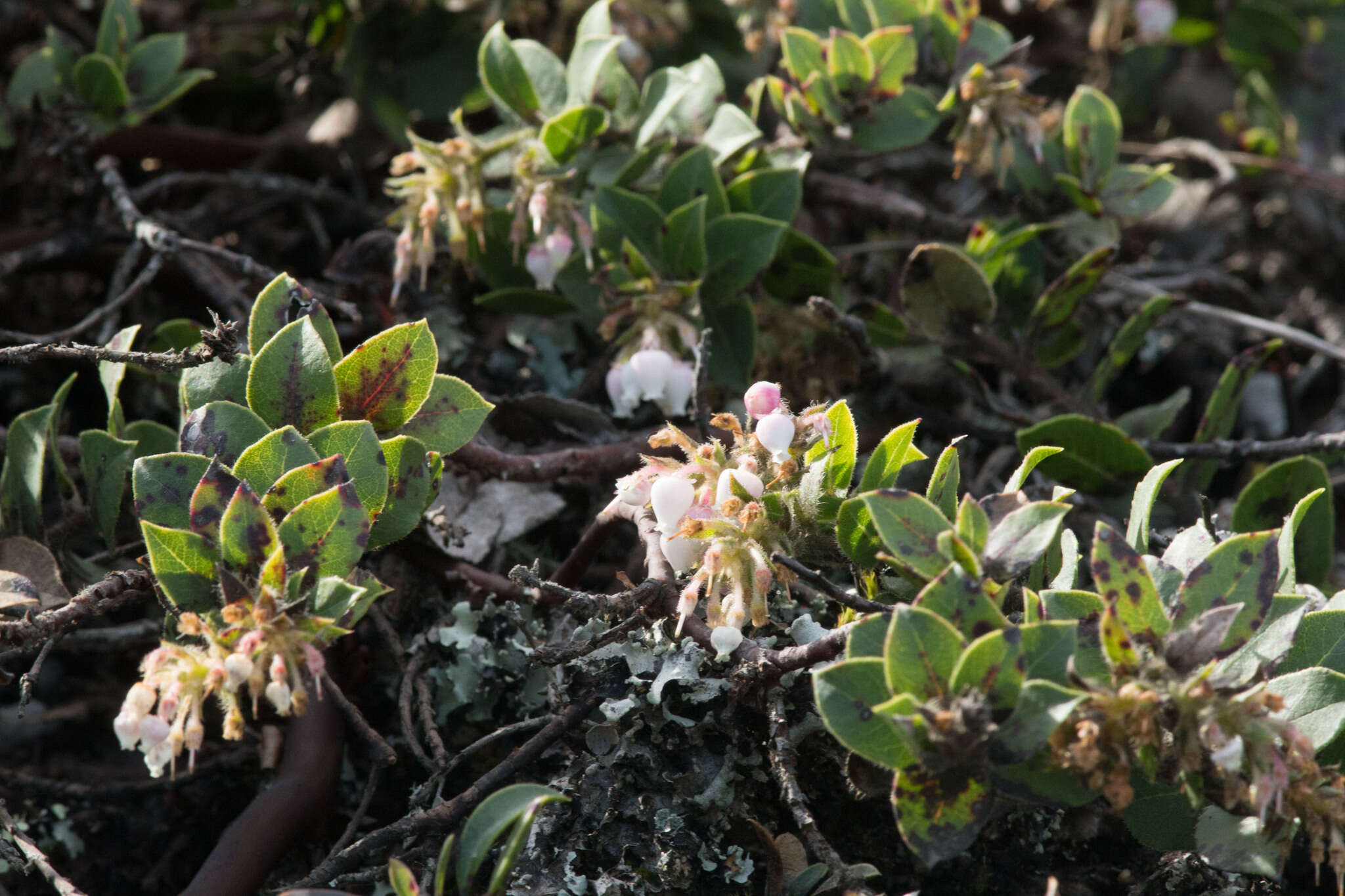 Image of San Bruno Mountain manzanita