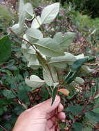 Image of Cotoneaster alaunicus Golitsin