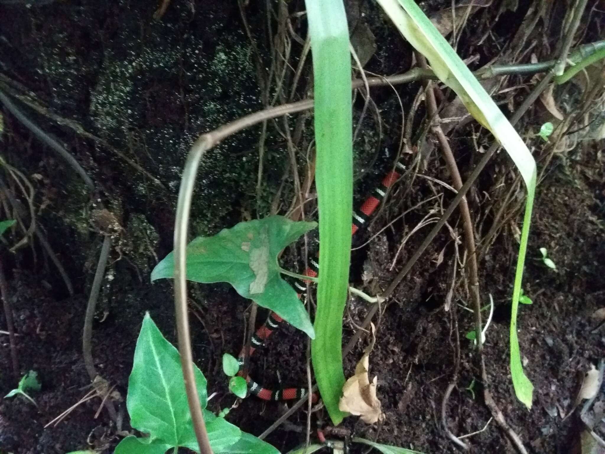 Image of False Coral Snake