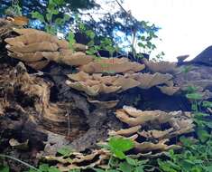 Sivun Trametes cubensis (Mont.) Sacc. 1891 kuva