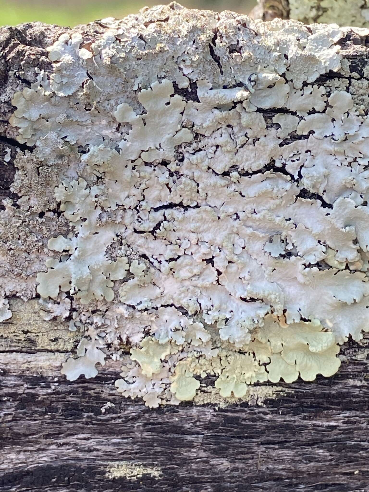 Image of Texan canoparmelia lichen