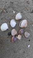 Image of rayed trough clam