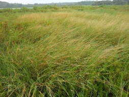 Image of Egyptian Water Crown Grass