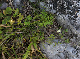 Image of Clematis aethusifolia var. latisecta Maxim.