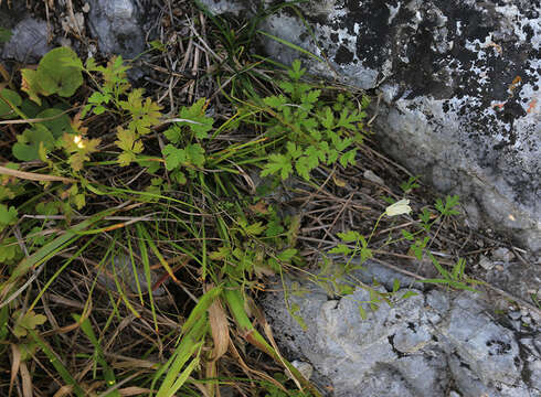 Image de Clematis aethusifolia var. latisecta Maxim.