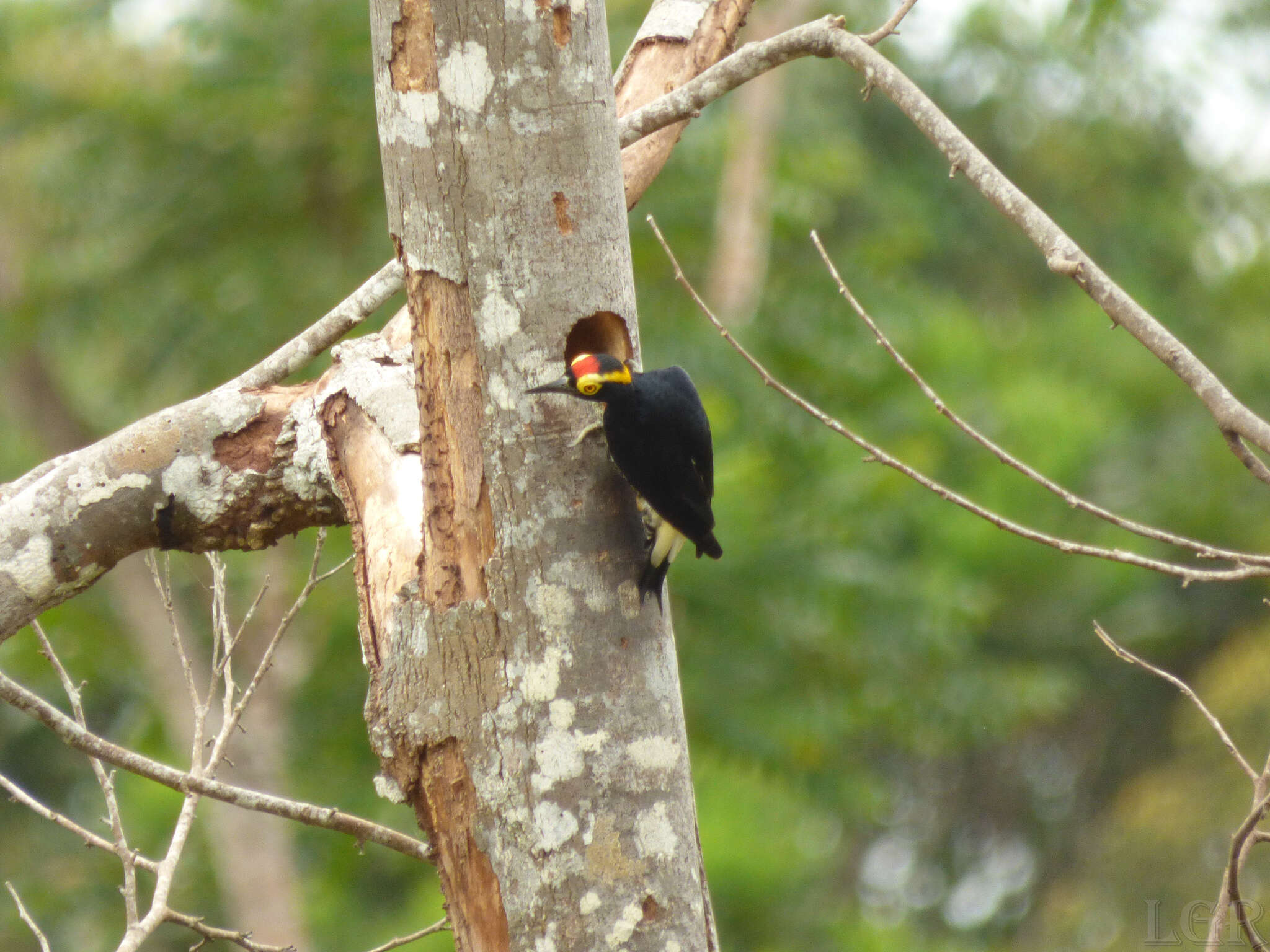 Image of Tellow-tufted Woodpecker