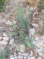 Image of sessileflower false goldenaster