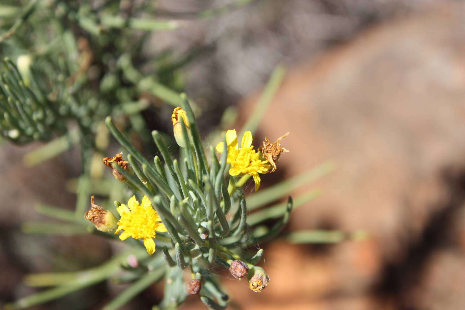 Image of Euryops spathaceus DC.