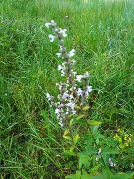 Plancia ëd Nepeta nuda subsp. nuda