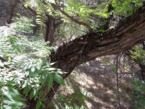 Image of Arizona walnut