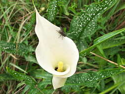 Image of Spotted-leaved arum lily