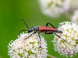 Image of Lepturalia nigripes (Degeer 1775)