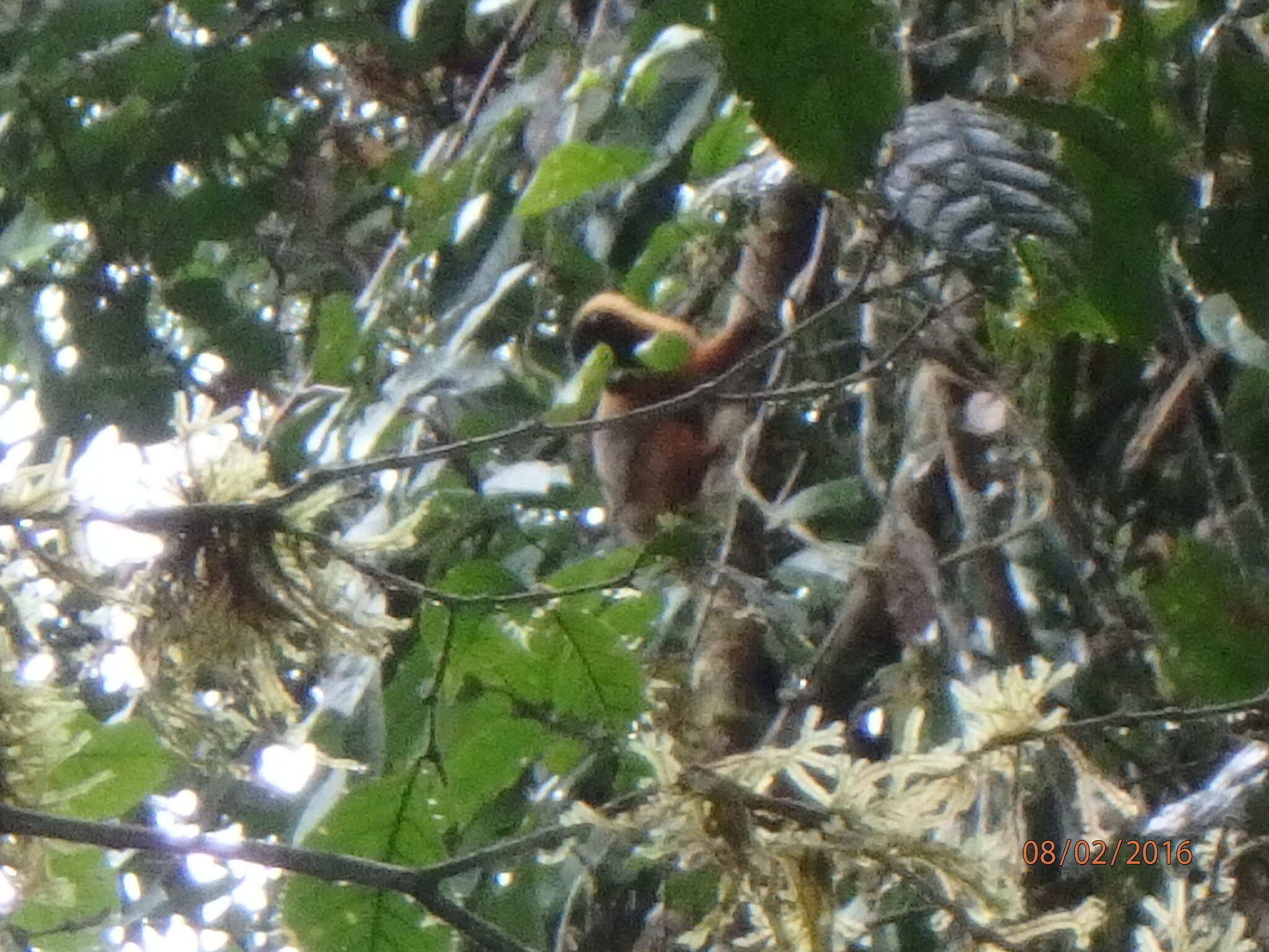 Image of golden-mantled tamarin