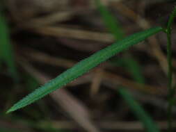 Image of flaxleaf fanpetals