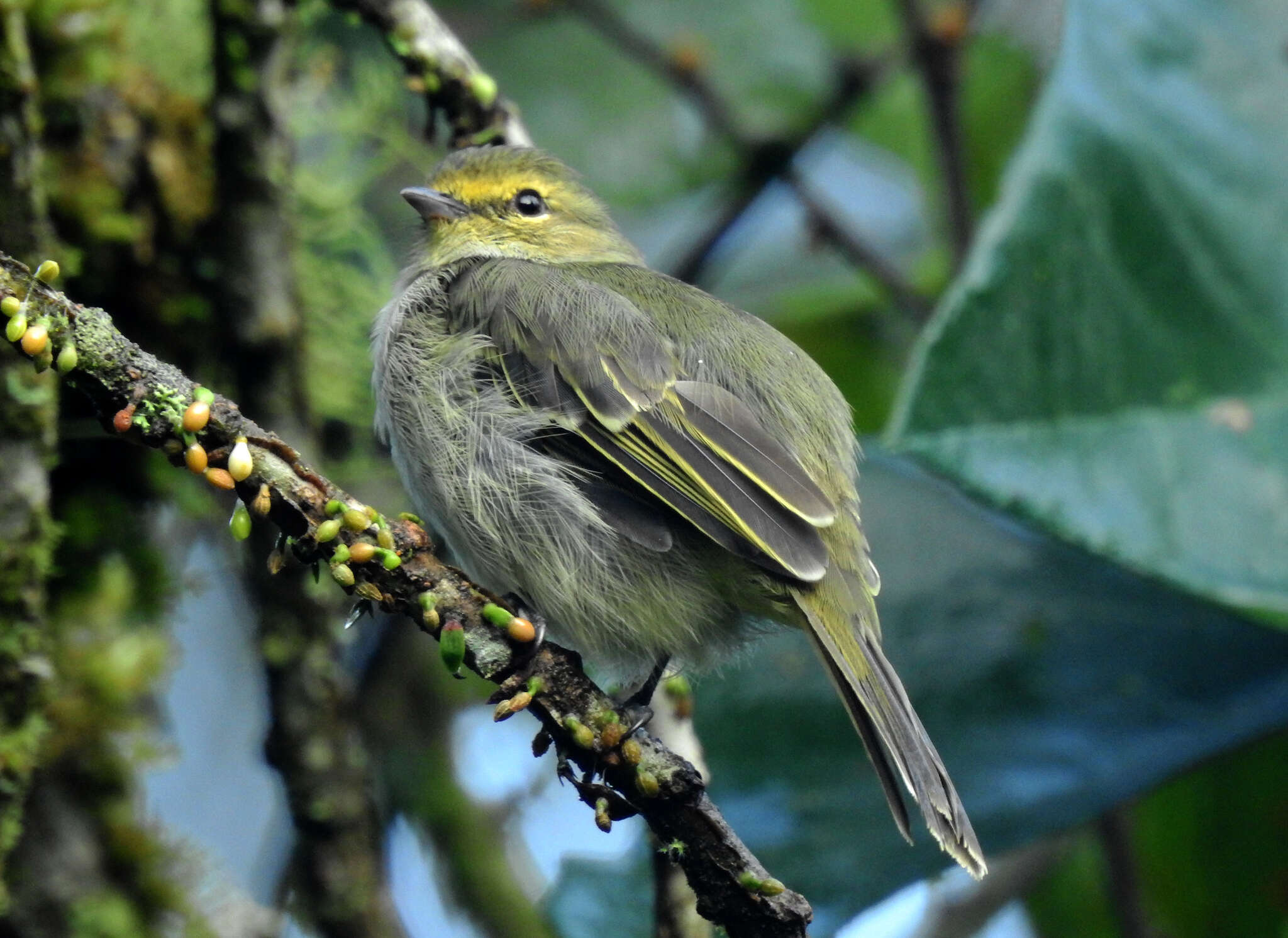 Image of Golden-faced Tyrannulet