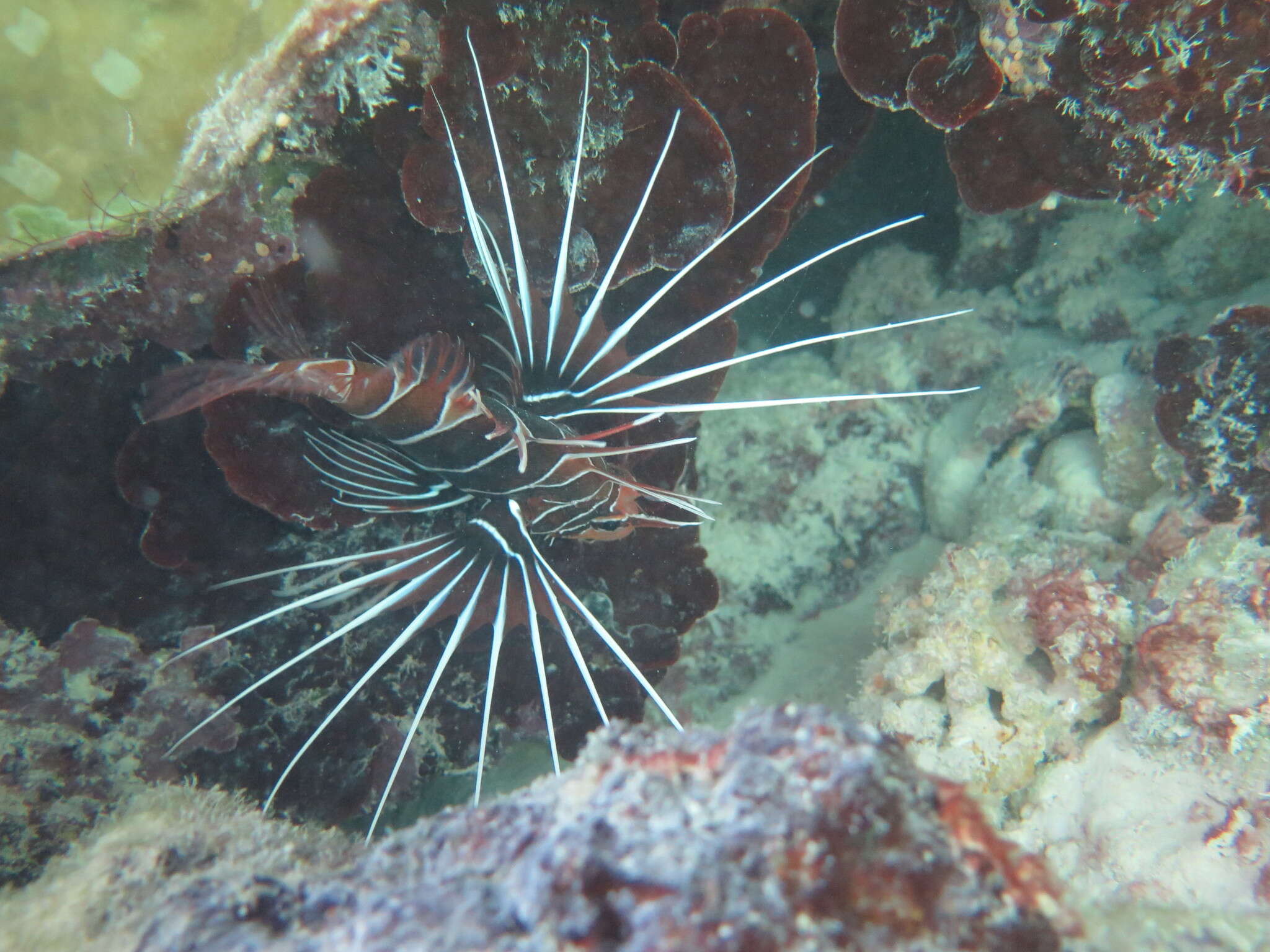 Image of Radial firefish