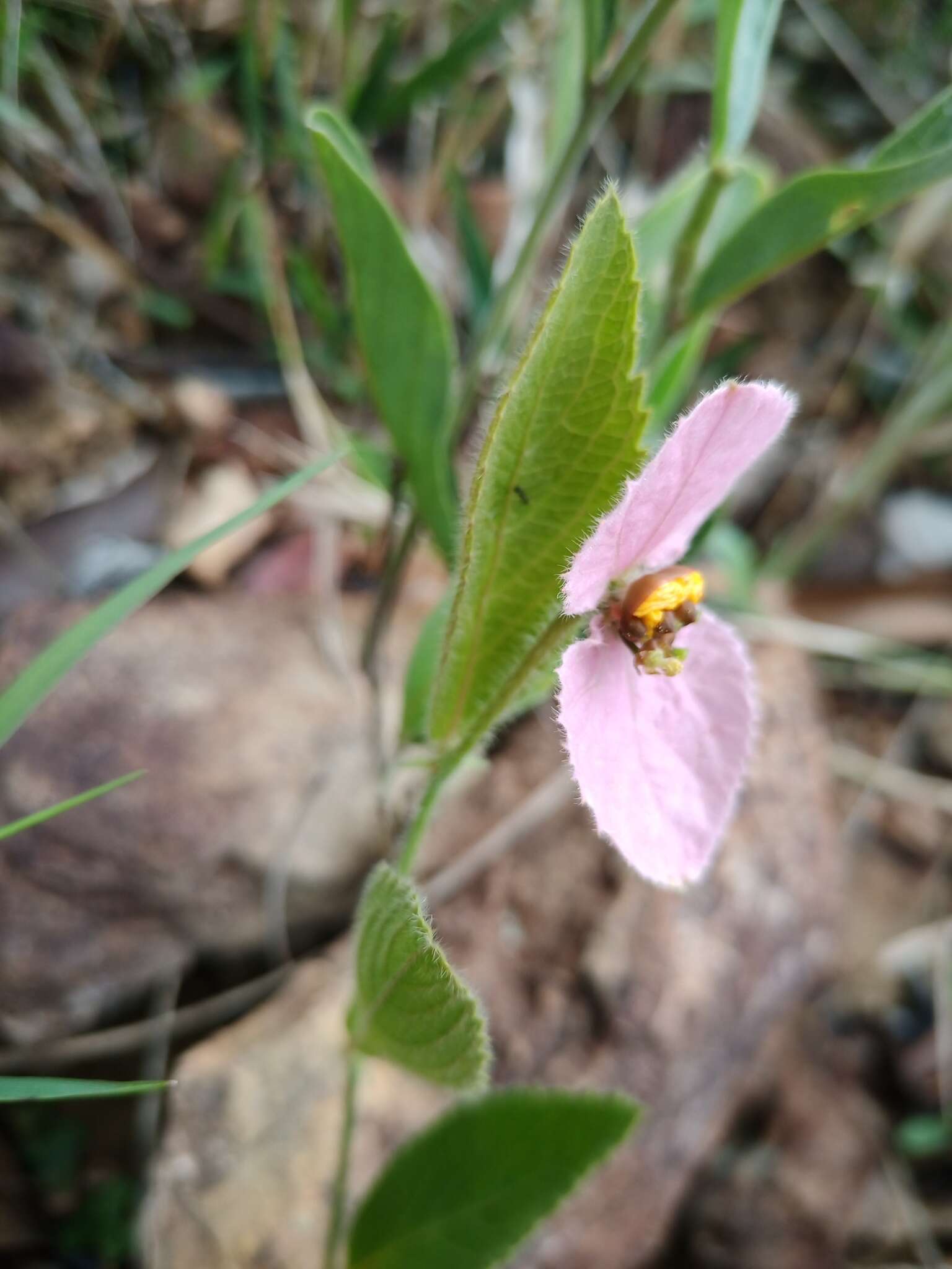 Image of Dalechampia francisceana Baill.