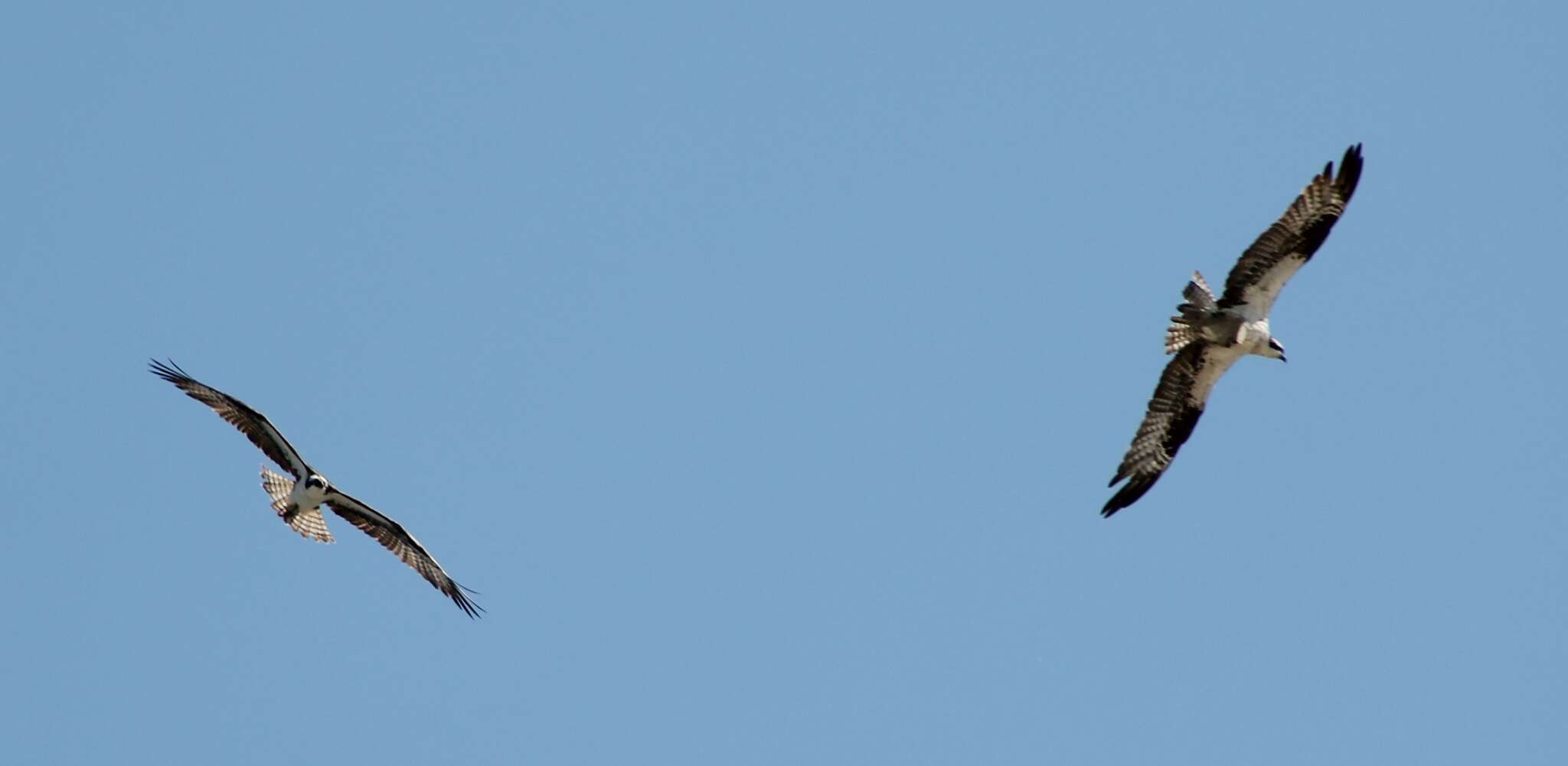 Image of ospreys