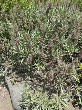 Image of Echium webbii Coincy