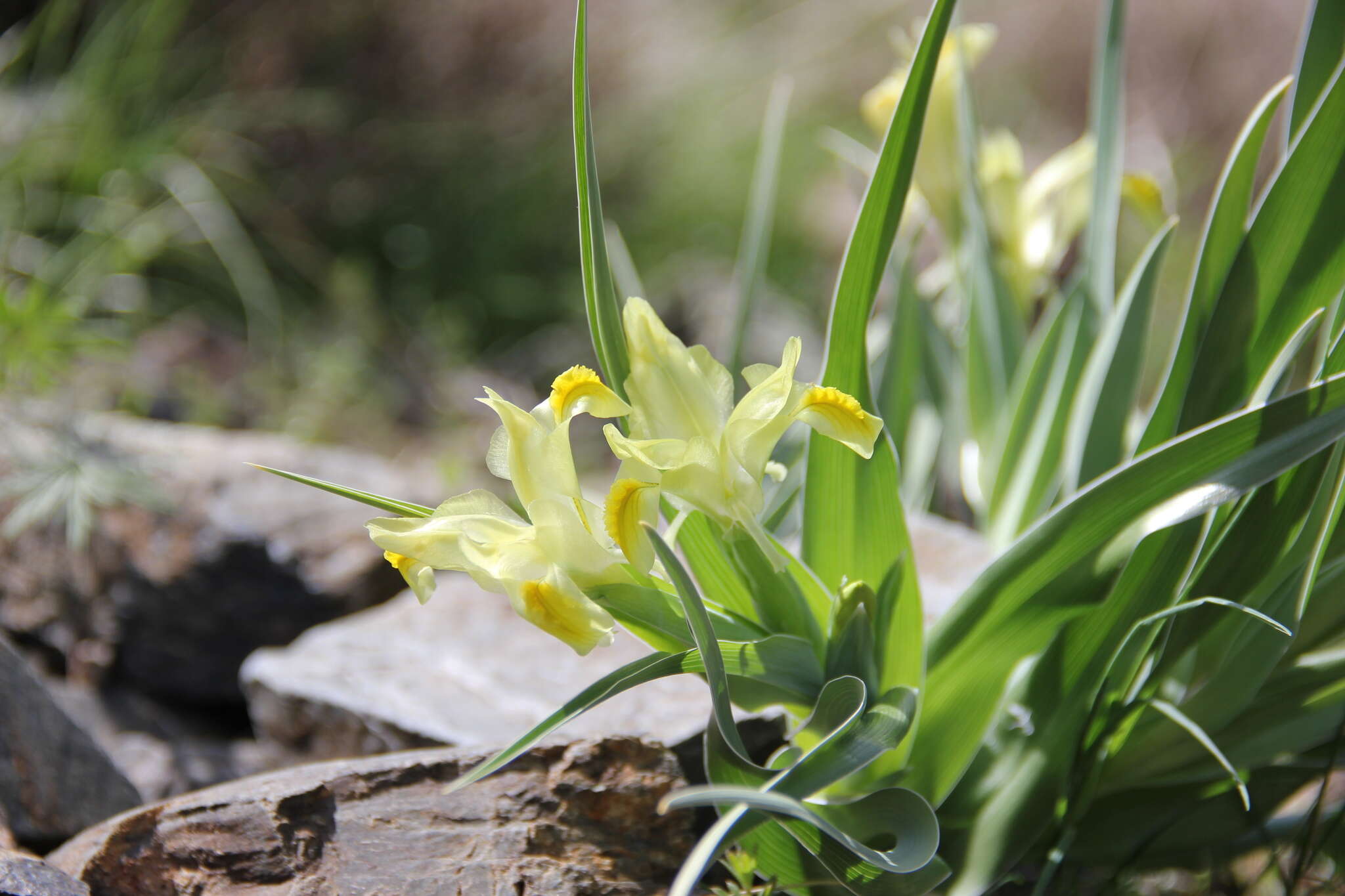 Image of Iris maracandica (Vved.) Wendelbo