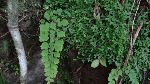 Image of polished maidenhair