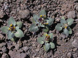 Image of Senecio flavus (Decne) Sch. Bip.