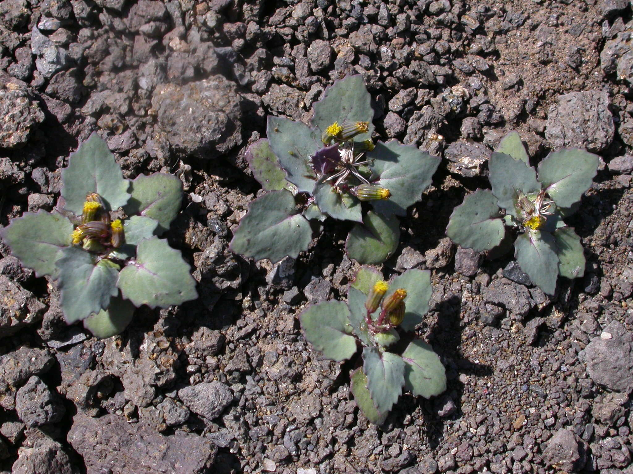 Senecio flavus (Decne) Sch. Bip. resmi