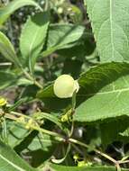 Image of Calceolaria hyssopifolia Kunth