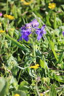 Plancia ëd Delphinium decorum Fisch. & Mey.