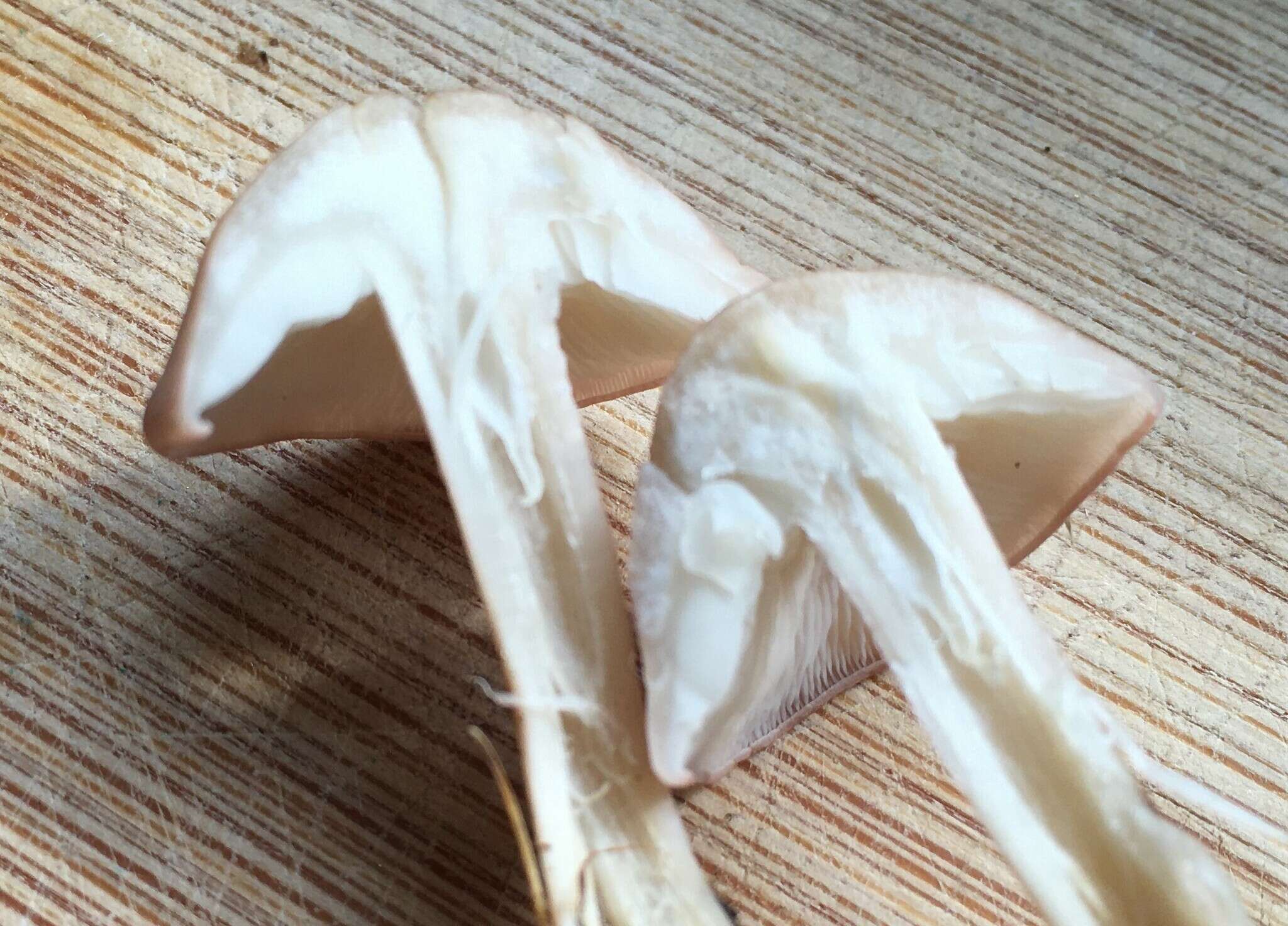 Calocybe carnea (Bull.) Donk resmi