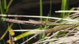 Image of Western Rough Sedge