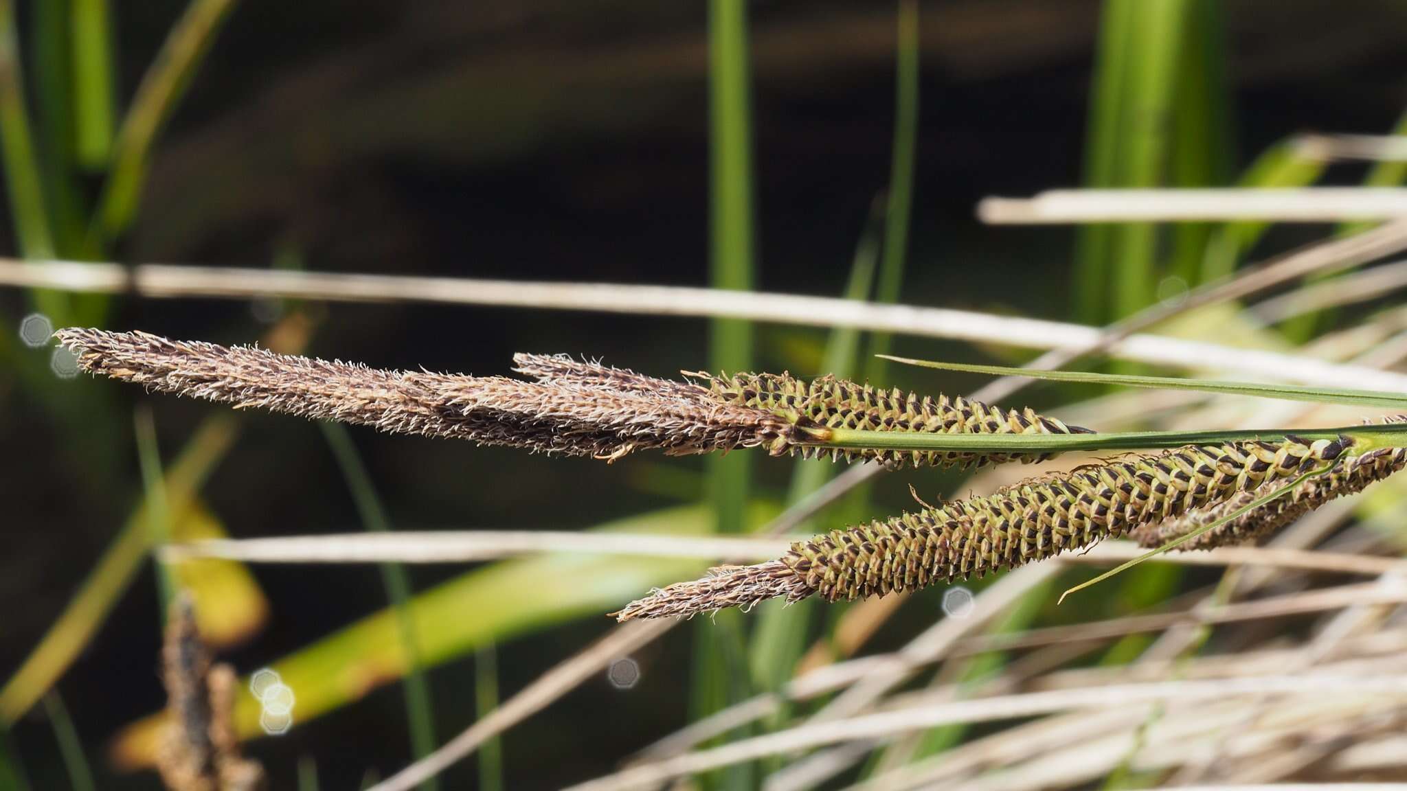 Image of Western Rough Sedge