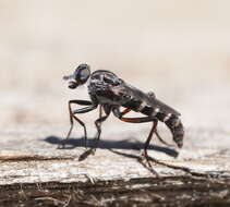 Image of Bonjeania jefferiesi Winterton 2007